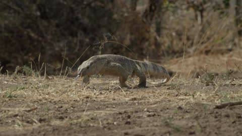 A lizard walking across dirt