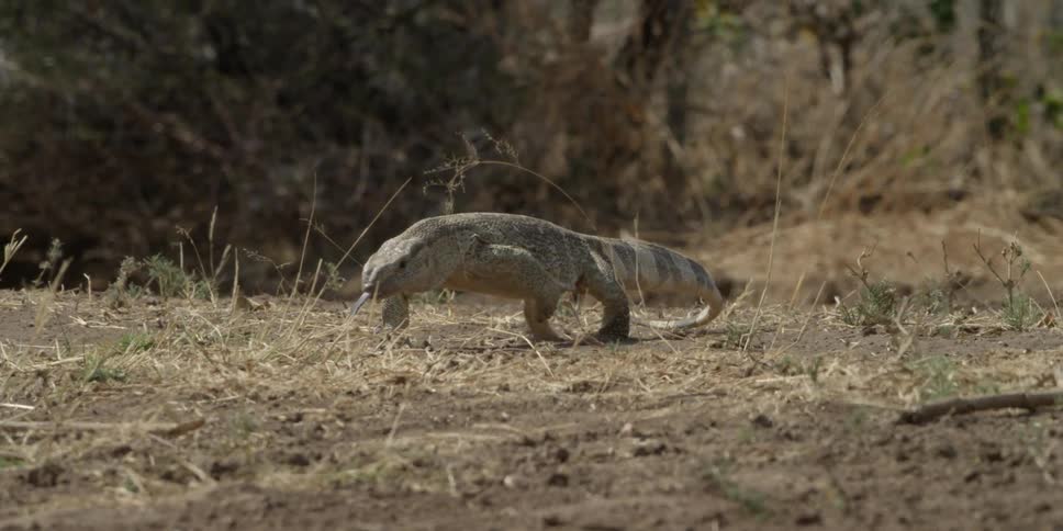 A lizard walking across dirt