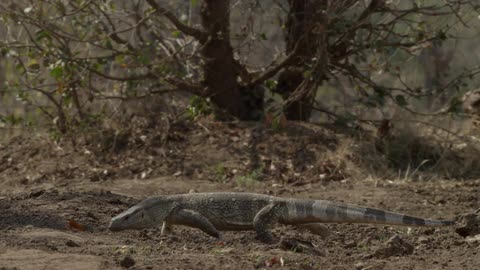 A lizard crawls through the dirt