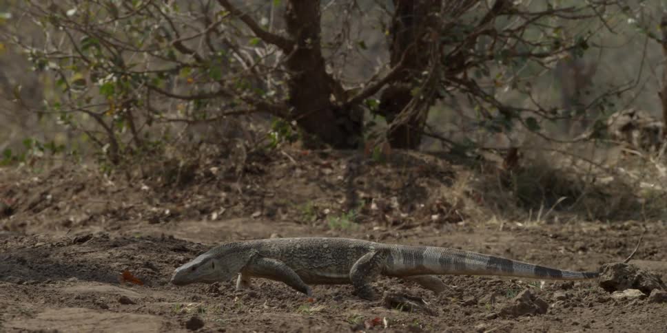 A lizard crawls through the dirt