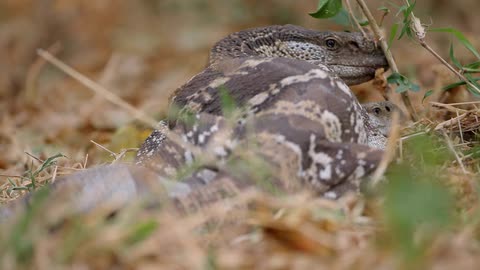 A lizard rests on the ground