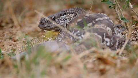 Large lizard looking cautiously in a field