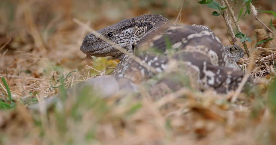 Large lizard looking cautiously in a field