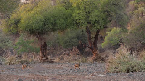 Monkeys walking around in a clearing that is surrounded by trees and brush