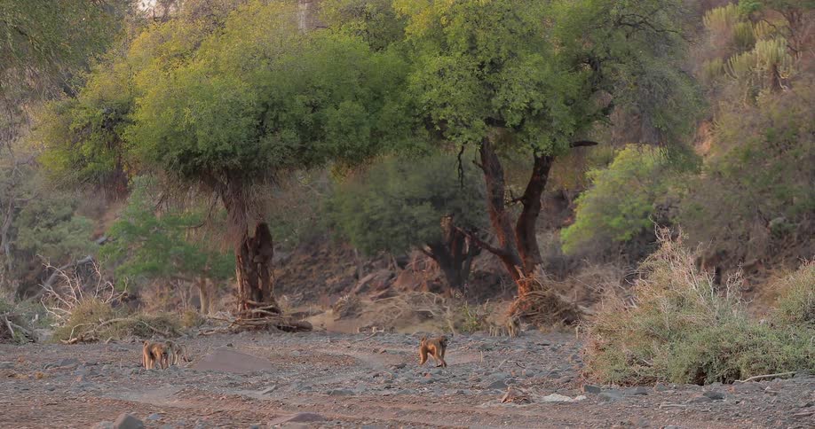 Monkeys walking around in a clearing that is surrounded by trees and brush