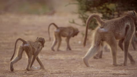 Monkeys play with each other