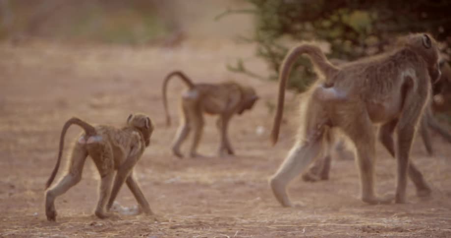 Monkeys play with each other
