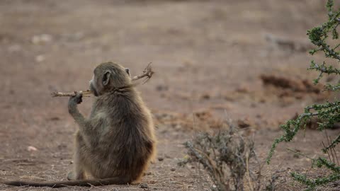 Monkey walking around dirt with a stick on a sunny day