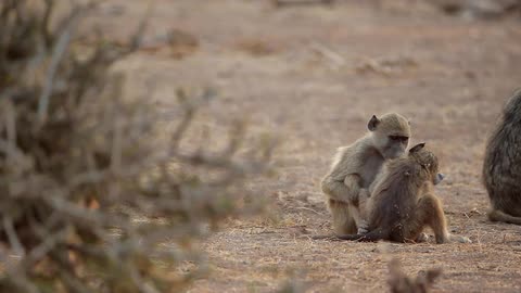 Monkeys play on the savannah