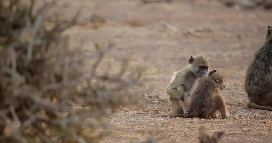Monkeys play on the savannah