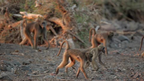 Group of baboons walking across some dirt with two of them somewhat playing around