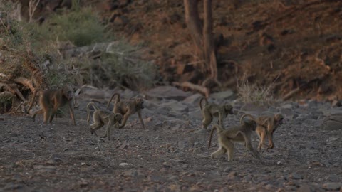 A group of monkeys run across a rocky beach