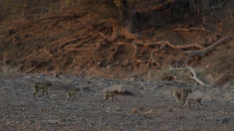 A group of monkeys run across a rocky beach
