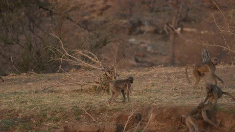 Monkeys walk and run in a pack