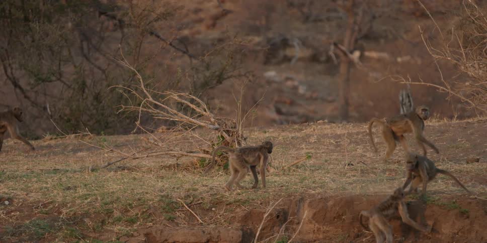 Monkeys walk and run in a pack