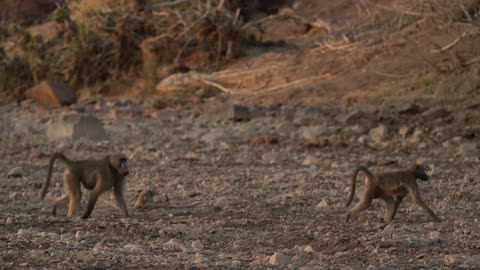 Two monkeys walking apart from each other in a field;