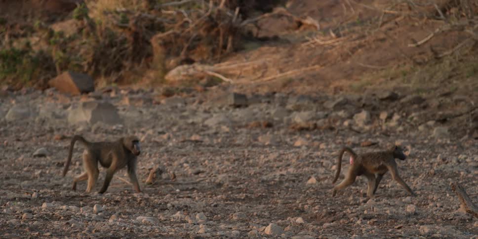 Two monkeys walking apart from each other in a field;