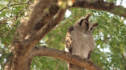 An owl is perched on a tree branch