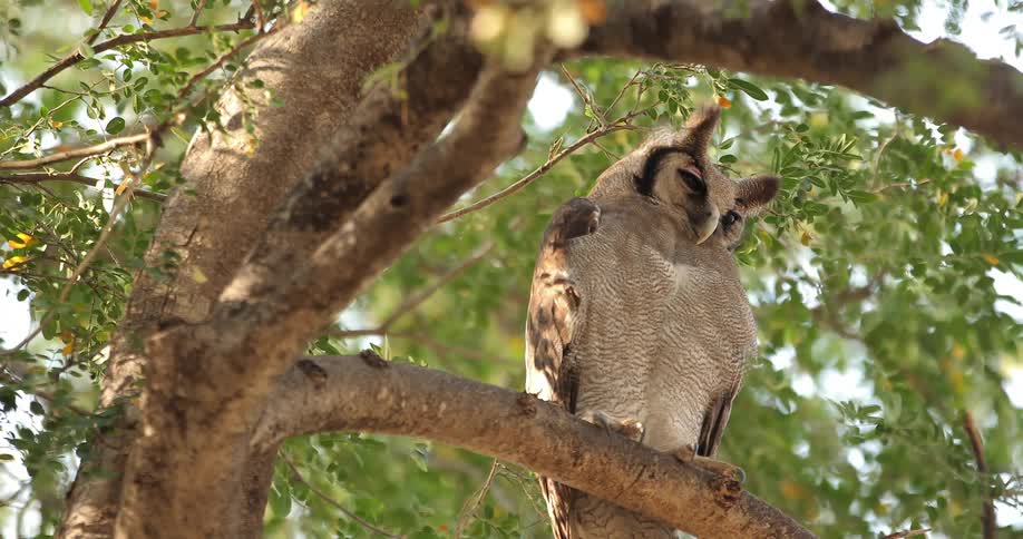 An owl is perched on a tree branch