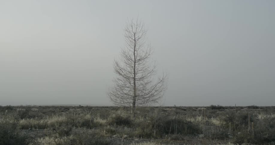 A lone tree stands on a plain on a cloudy fall day