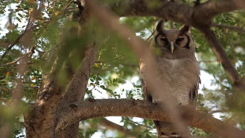 An owl with its eyes barely open, looking down from a branch