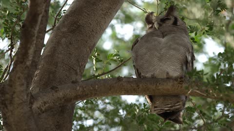 A gray owl sitting in a tree