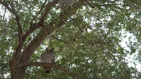 An owl sits in a tree on a sunny day