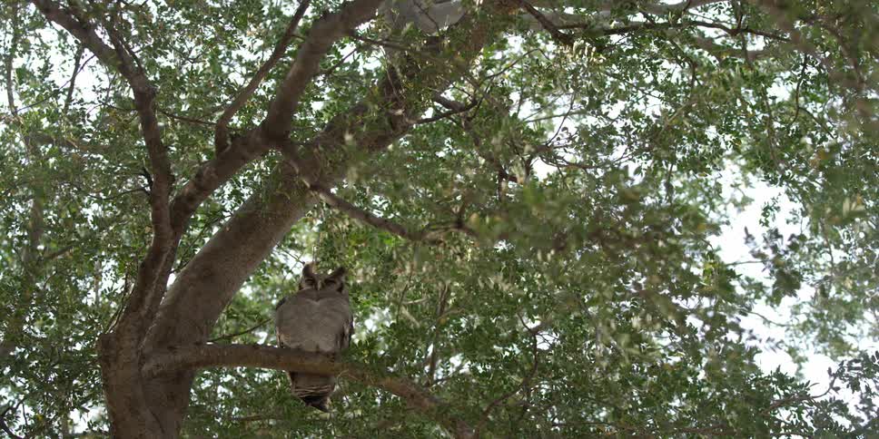 An owl sits in a tree on a sunny day