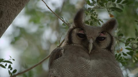 A white owl sits in a tree