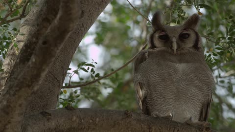 A small brown owl sitting in a tree