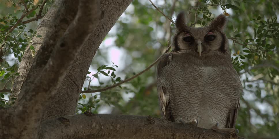 A small brown owl sitting in a tree
