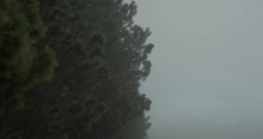 Trees on an overcast day