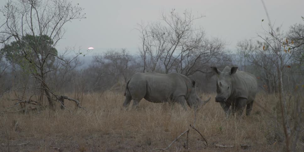Rhinos grazing on a field in the wild
