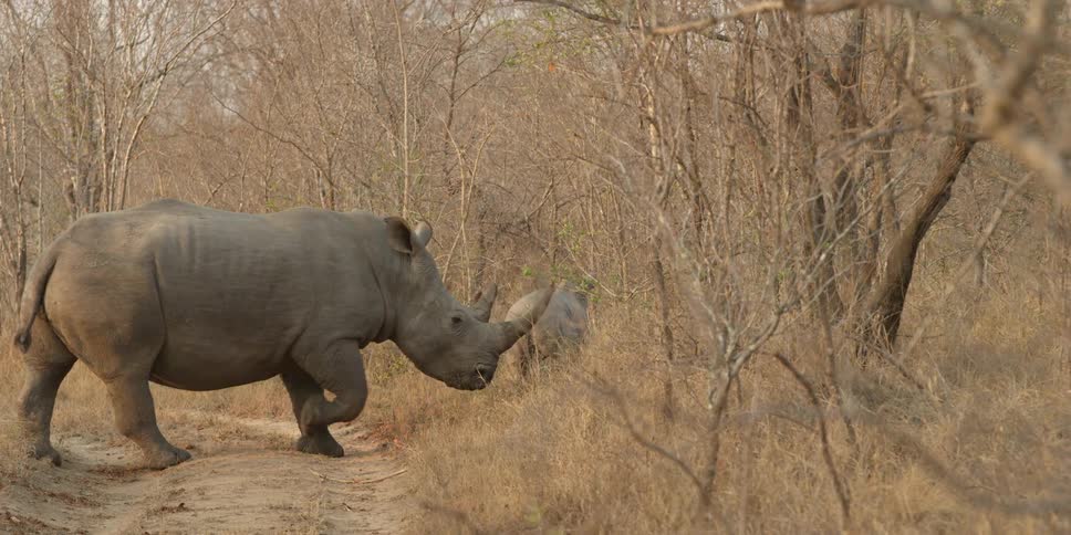 Rhinos cross a dirt road during the day