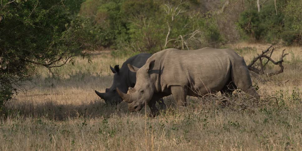 A rhino walking in the sun