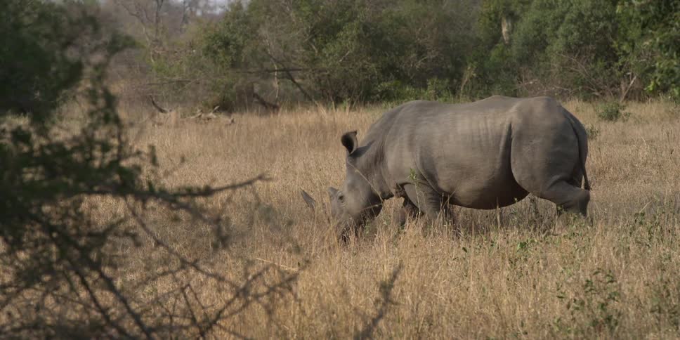 A rhino walks through the brown grass