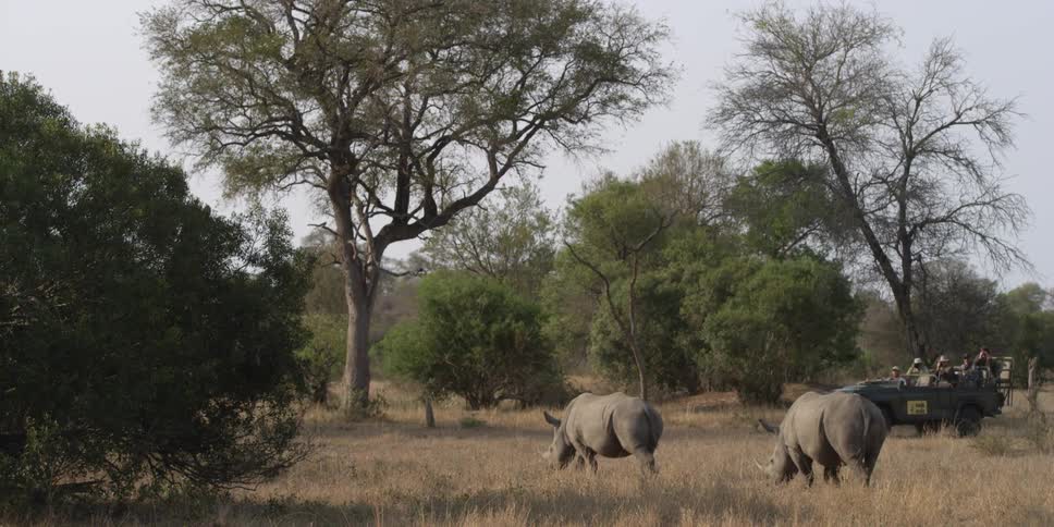 Rhinos walking on a field while a jeep approaches them
