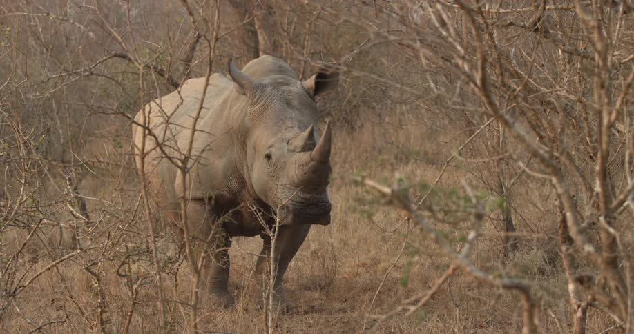 A rhino stands in its habitat