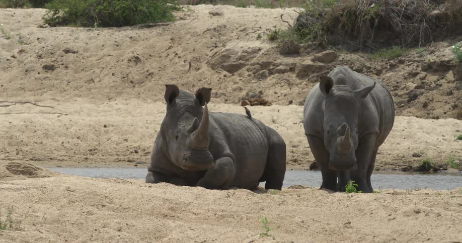 Two rhinos hanging around a watering hole