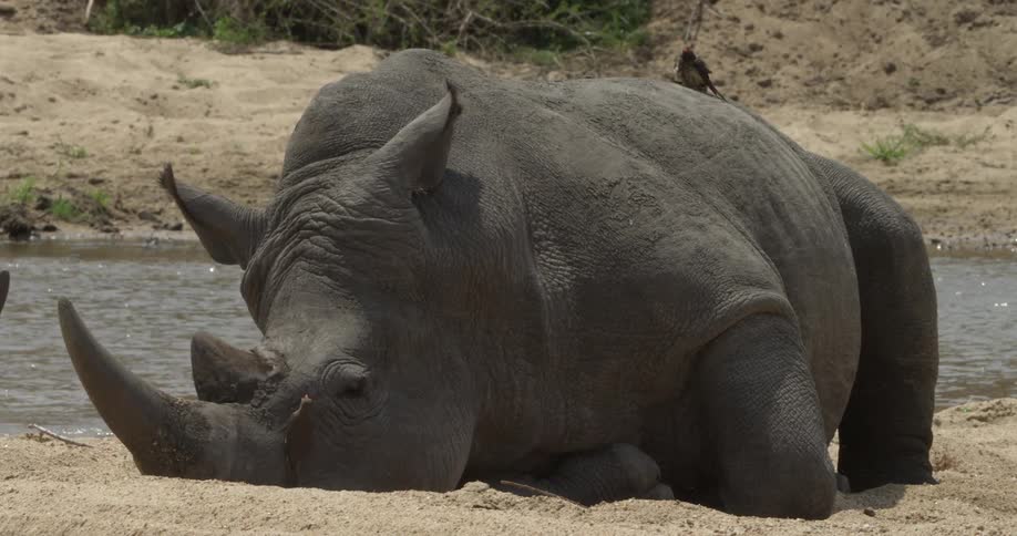A rhino relaxing in the sun