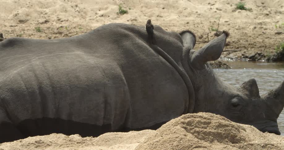 A rhino laying next to water