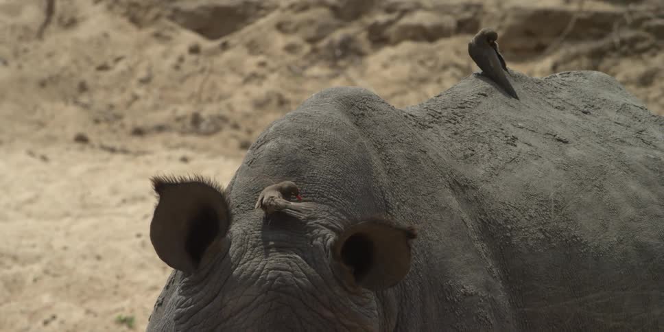 Birds clean themselves while sitting on a rhino
