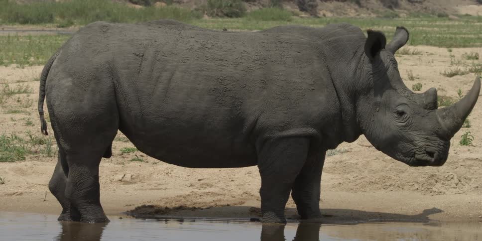 A rhino relaxing in the sun