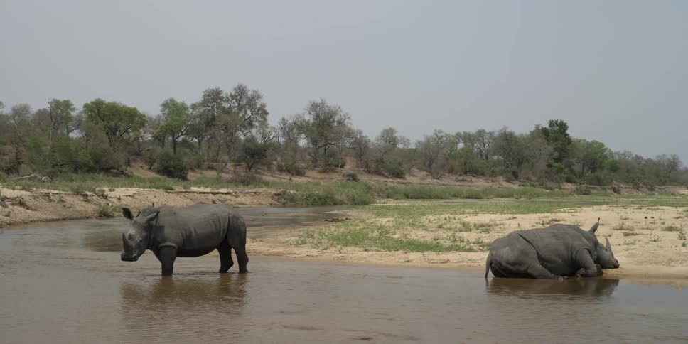 A rhino stands in the water with a bird hopping on his back while another rhino naps near the sandy bank