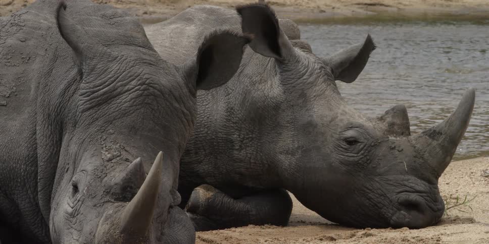 A pair of rhinos enjoy the sun