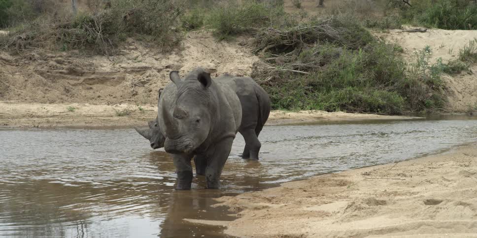 Two rhinoceroses standing in shallow water
