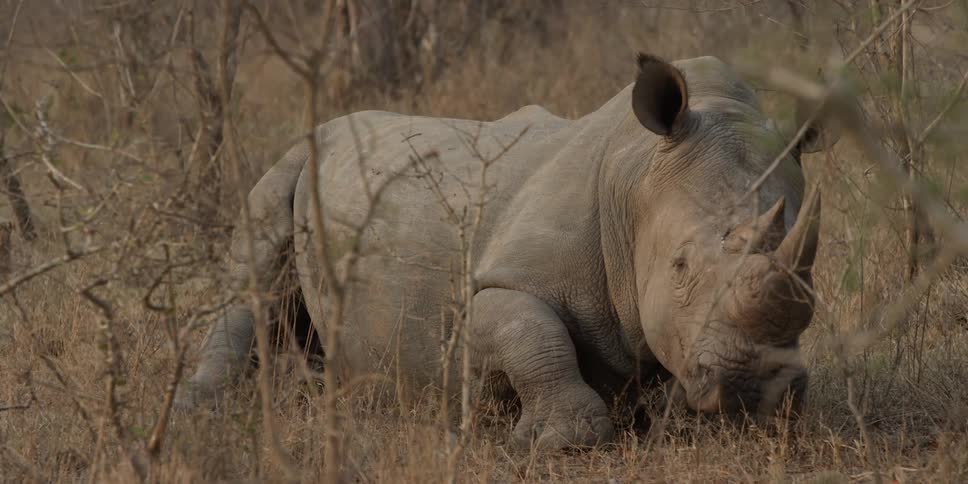 Rhinoceros laying on the ground