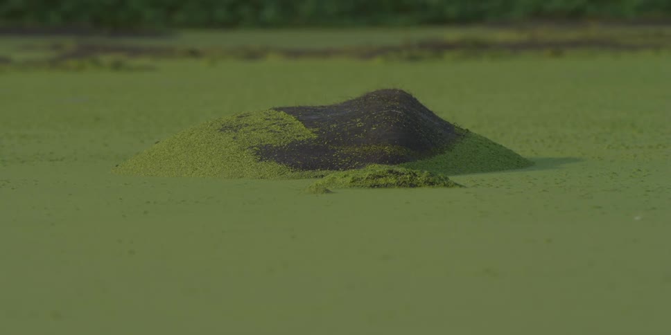 Hippo in green pond