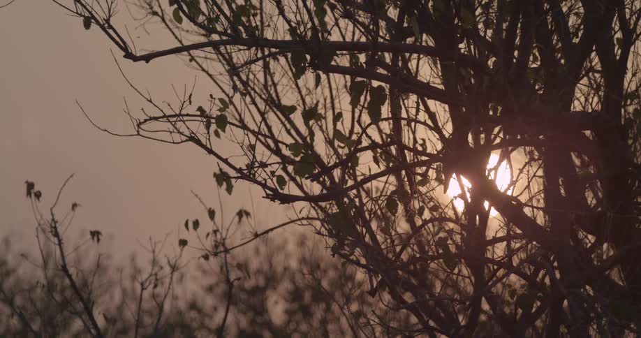 Sunset in the background of a heavily branched area