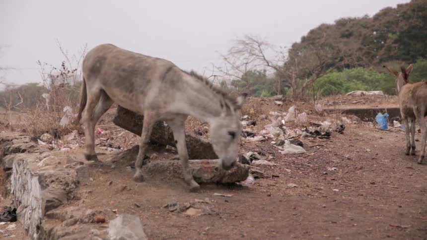 A donkey walks through rubble